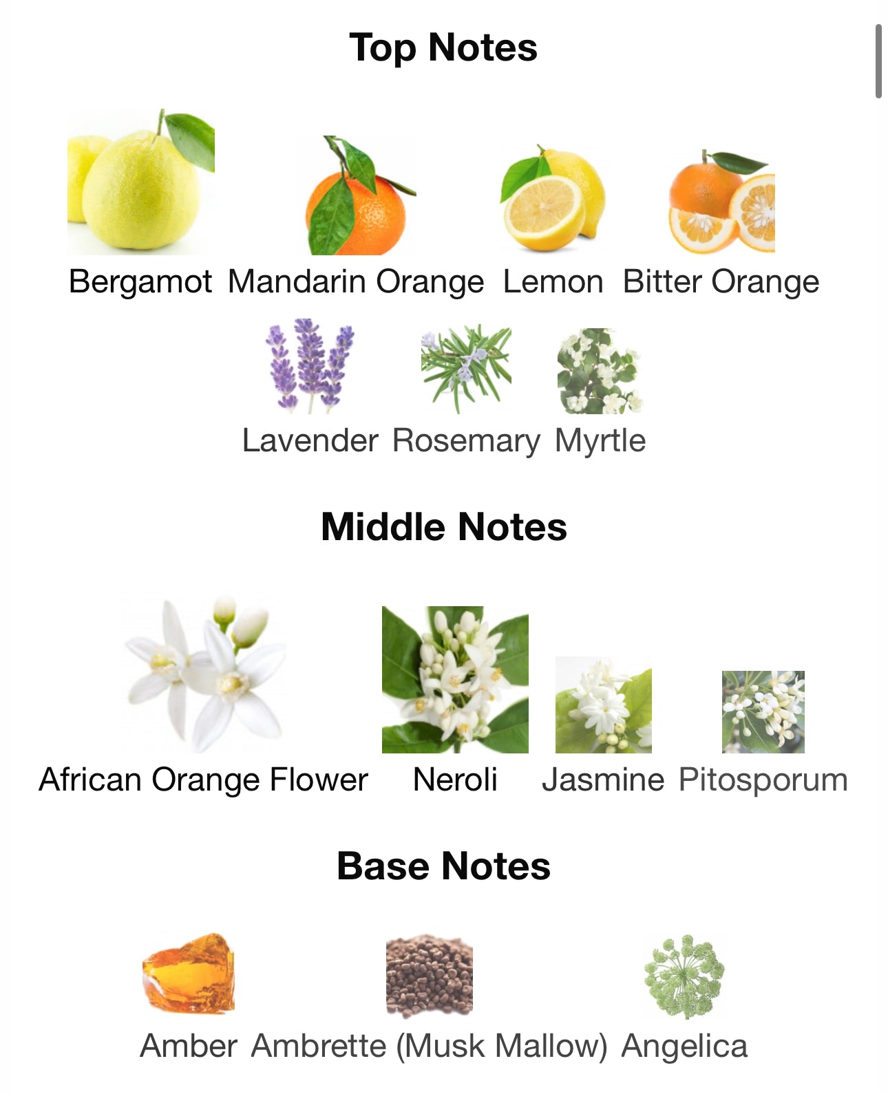 Andromeda's Portofino 98 (Neroli Portofino x Portofino 97 ) Eau De Parfum ✨