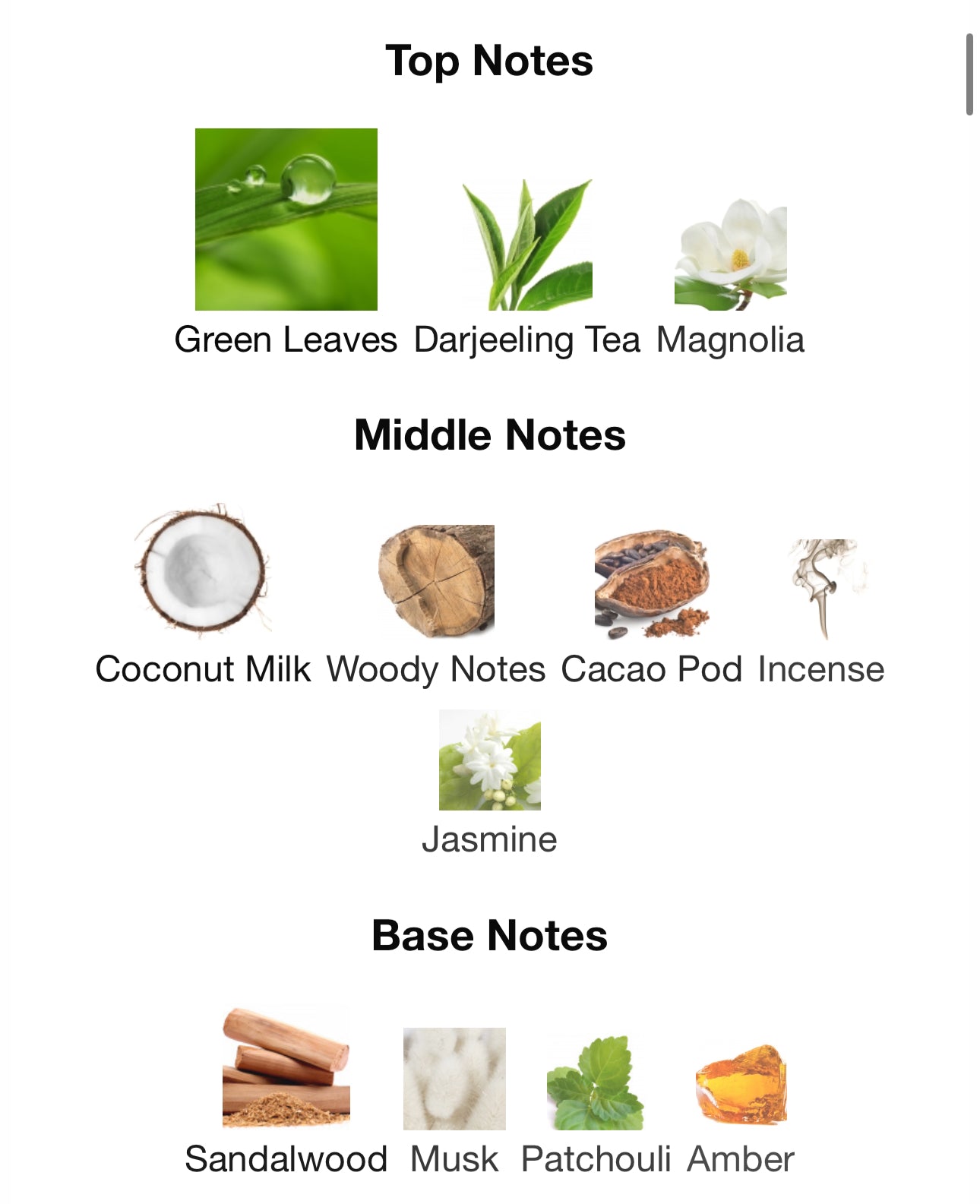 Andromeda's Inspired by Elephant Eau De Parfum Zoologist