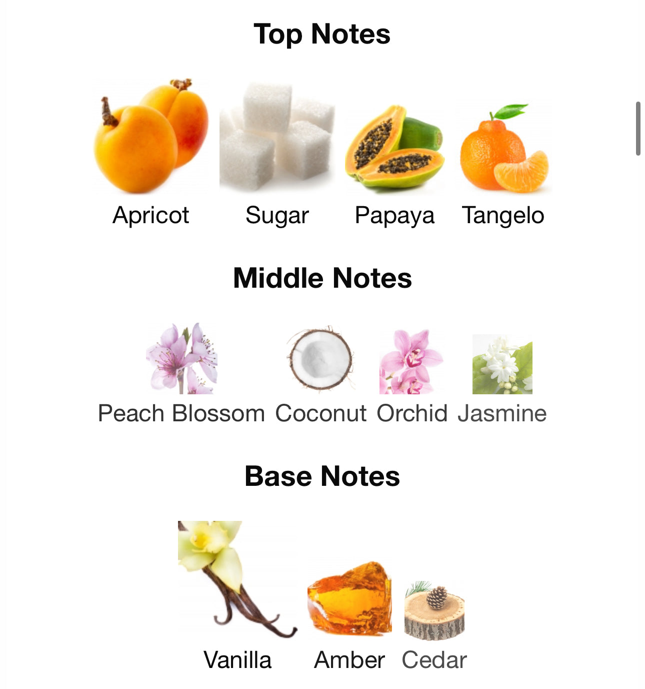 Andromeda's REFORMULATED Inspired by Vanilla Nectar Eau De Parfum Phlur