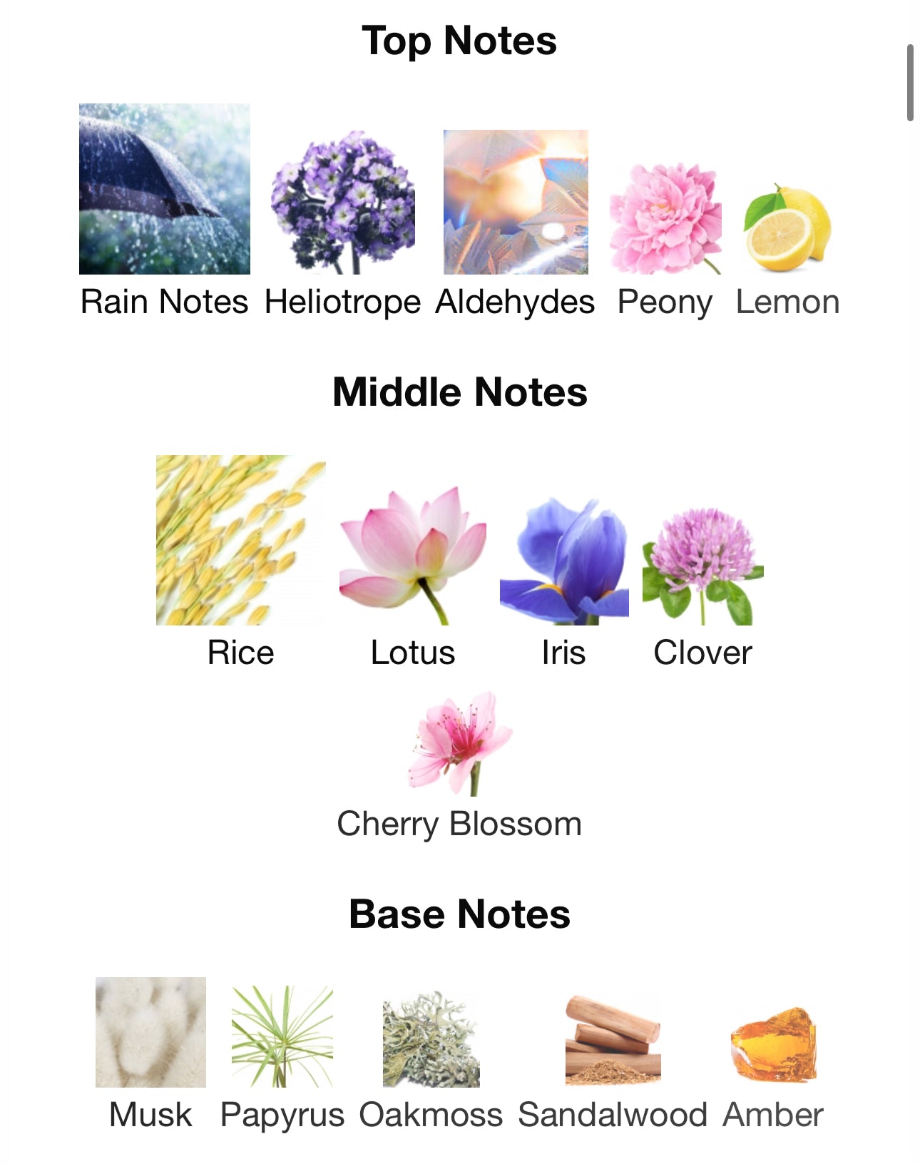 Andromeda's Inspired by Dragonfly Eau De Parfum Zoologist